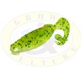 Grows Culture Diamond Flapper Grub 3" 4" 6903